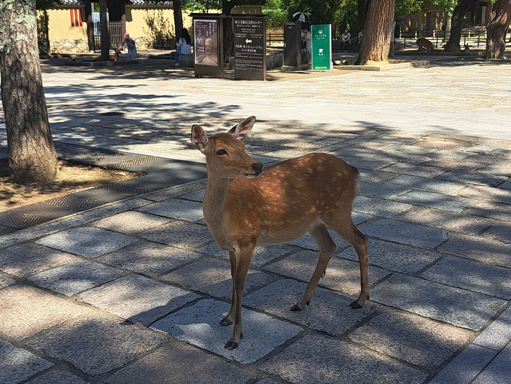 與春日大社同屬奈良古蹟群的奈良公園，屬於世界遺產的文化遺產。公園的鹿隻深為遊客喜愛（温璧綾攝）。