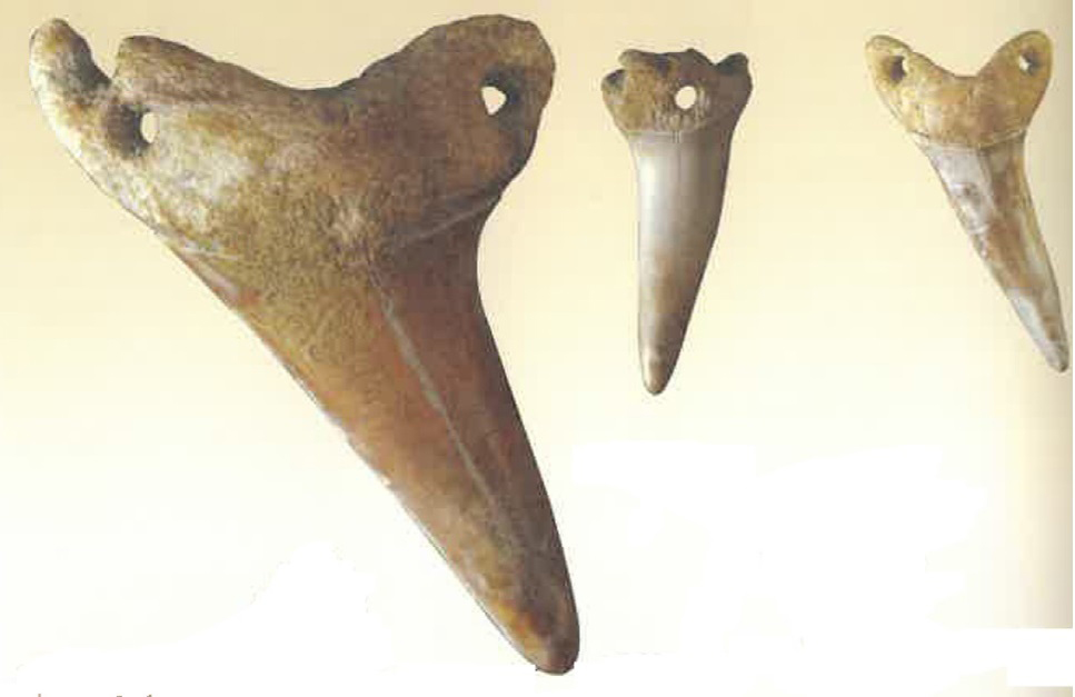 南關里東遺址的鯊魚牙飾品（臧振華、李匡悌，2013）。