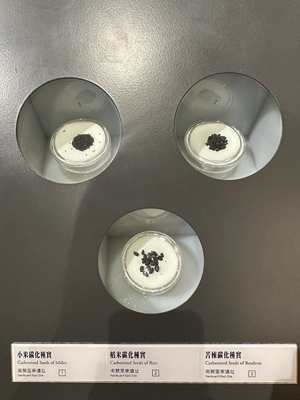 史前館臺灣史前史廳「新石器時代早期」單元中，展示著大量遺址出土的碳化植物種子（小米、稻米、苦楝）。