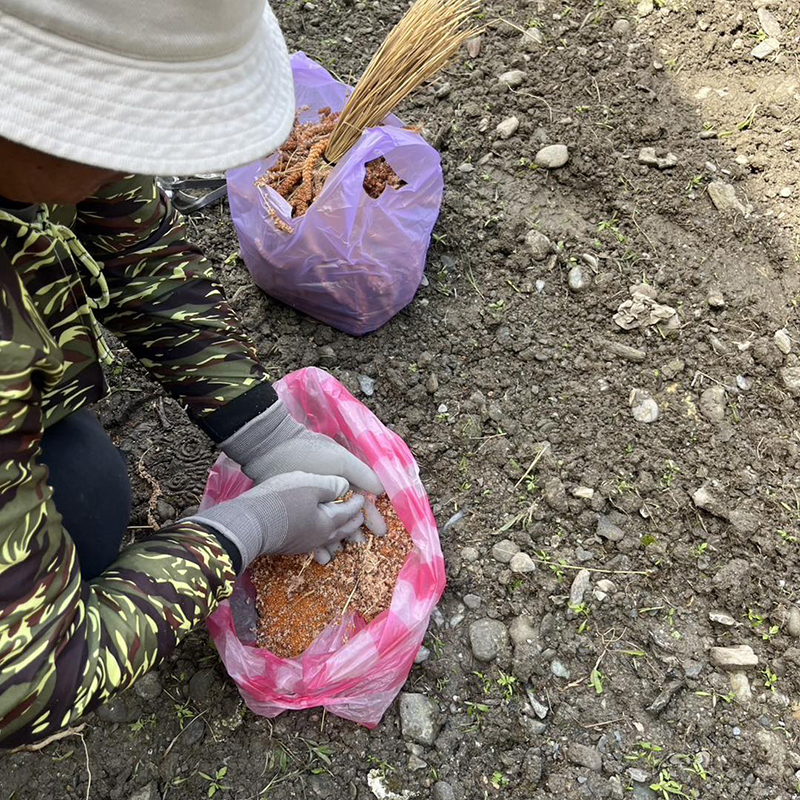 史前館探索館後方空地依循部落農事時序進行開墾、播種（venusam），是國內博物館少見的小米田。