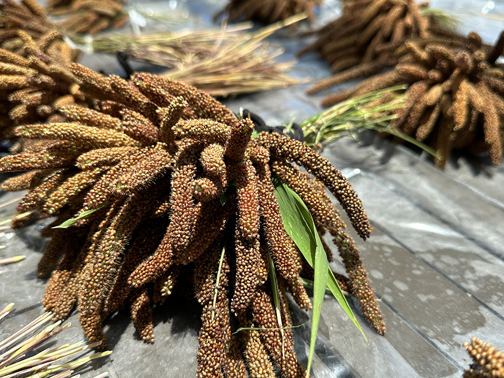 採收後的小米在綁紮後放在陽光下曝曬，但要防範小鳥偷吃。