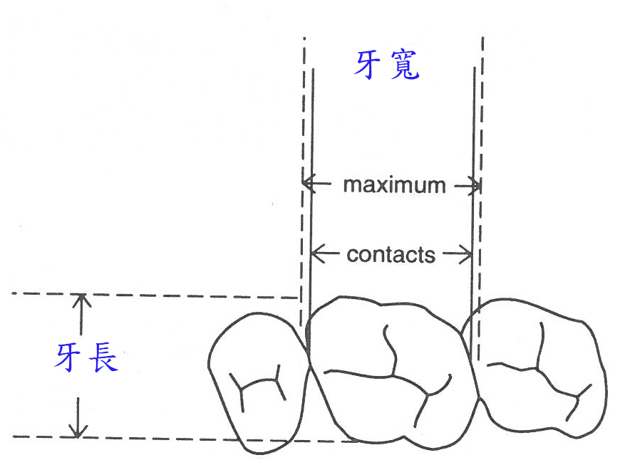 牙寬測量方式（取自Mayhall 1922）。