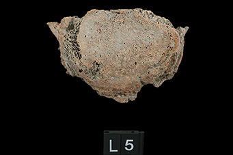 圖2、NKLE-D3B2第5節腰椎椎體上前緣可見骨贅的出現。