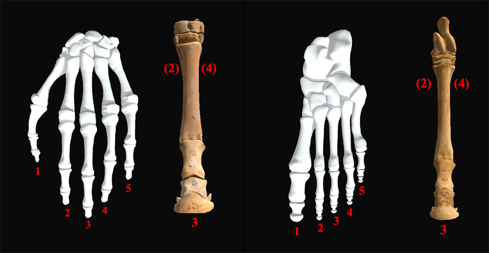 人類與馬的手（左）、腳（右）掌骨骼比較，可以看出馬的第三趾（中趾）已經特化並拉長，第三（遠端）趾節也演化成蹄狀，使該趾成為主要承重骨骼（圖片來源：人類手掌、人類腳掌、馬全身骨骼）。