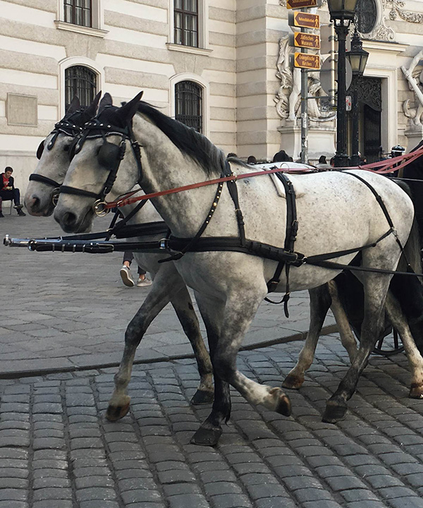 馬轡配戴的方式,是將嚼子放至馬口中牙間隙的位置,透過韁繩引導馬匹行動(陳霈璿攝)。