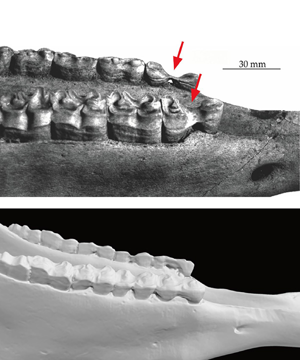 嚼子通常會固定在牙間隙的牙齦上,有些馬會習慣性用舌頭將其往後推至第二前臼齒上,長期使用下,在下顎第二前臼齒下前尖(前側齒尖)處會形成特殊磨耗(上),與正常馬下顎(下)比較可見明顯不同(圖片來源:上Bartosiewicz and Gál 2013, p.134,下