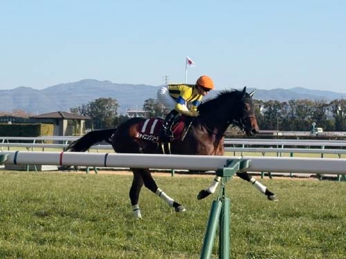 京都賽馬場熱身中的賽馬與騎手(陳霈璿攝)。