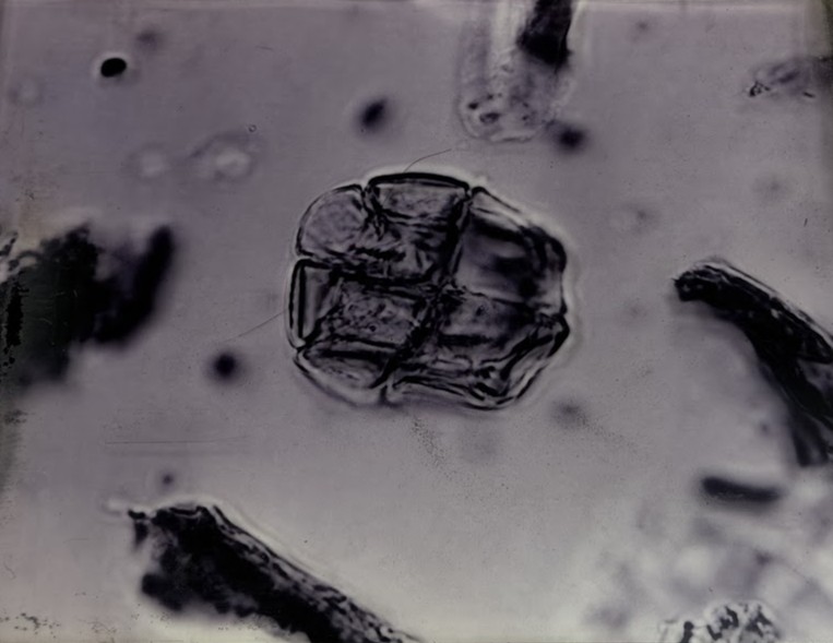 舊展示中的豆科花粉為2D影像。