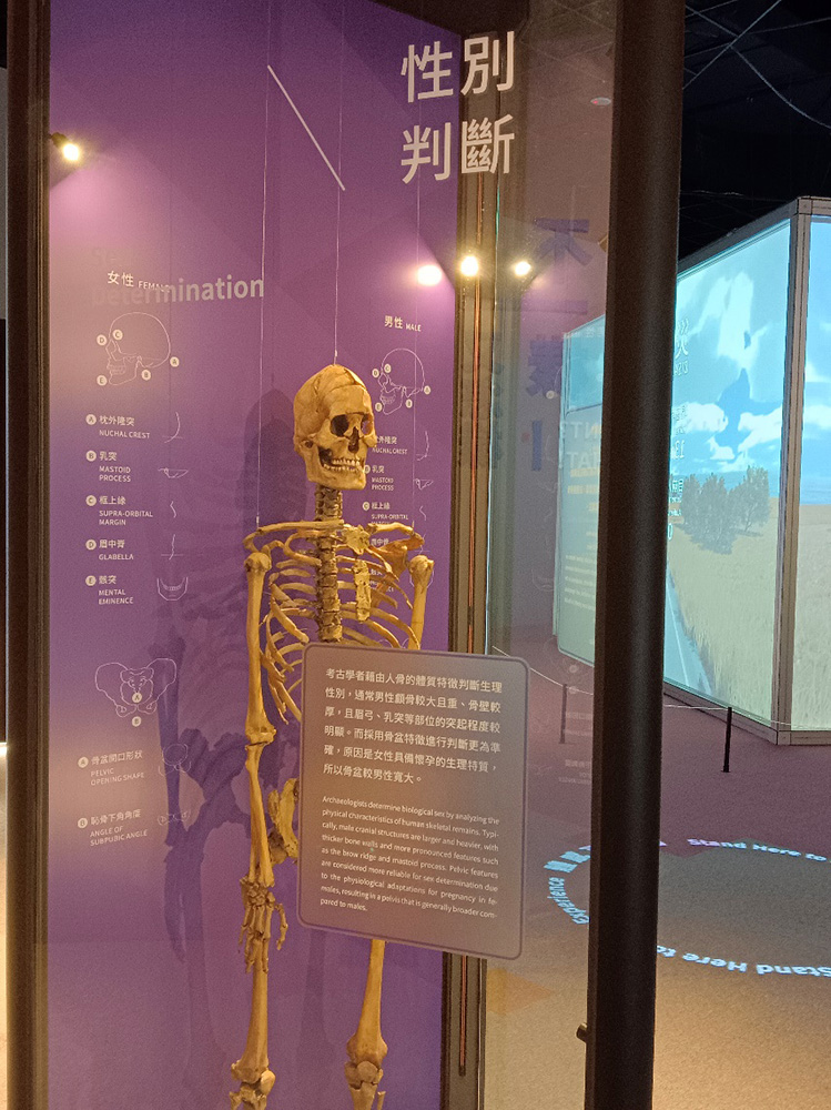 新設展示廳「當代考古廳」，考古墓葬中的陪葬品與人骨性別探討性別分工。